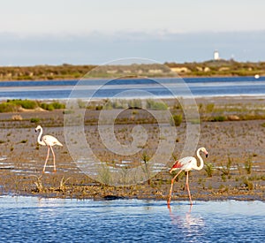 flamingos, Camargue, Provence, France