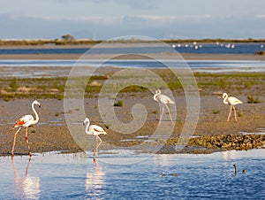 flamingos, Camargue, Provence, France