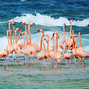 Flamingos in the caribbean sea