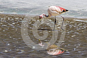 Flamingos in Charcota Lagoon at Bolivian Altiplano in the way to Uyuni Saltflats, Bolivia