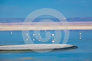 Flamingos in Chaxa lagoon salt lake, Atacama desert in Chile, South America