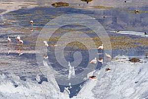 Flamingos on Chungara lake (Chile)