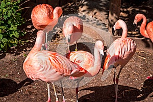 Flamingos congregating a in their enclosure at the John Ball Zoo