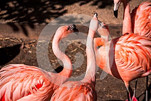 Flamingos congregating a in their enclosure at the John Ball Zoo in Grand Rapids Michigan
