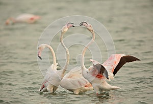 Flamingos courtship, Bahrain