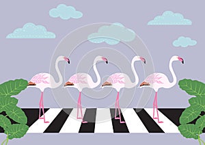 Flamingos crossing zebra crossing vector