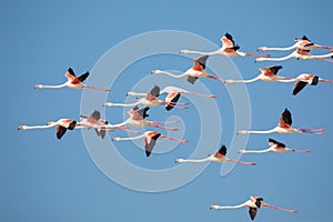 Flamingos in the De Mond coastal nature reserve, South Africa