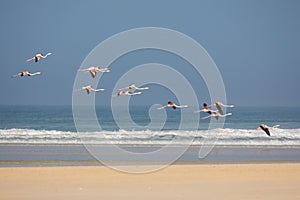 Flamingos in the De Mond coastal nature reserve, South Africa photo