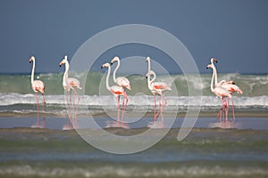 Flamingos in the De Mond coastal nature reserve, South Africa photo