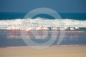Flamingos in the De Mond coastal nature reserve, South Africa photo