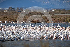 Flamingos in Delta Ebro