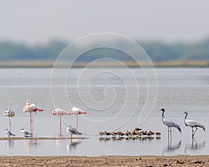 Flamingos and Demoiselle Crane