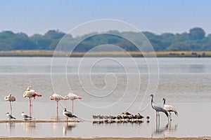 A Flamingos and Demoiselle Cranes