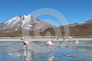 Flamingos drinking water at a lake in bolivia