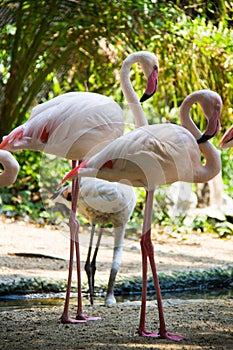 Flamingos photo