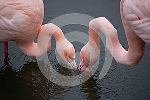 Flamingos eating in harmony