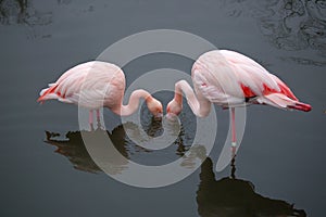 Flamingos eating in harmony