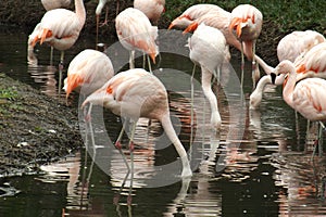 Flamingos eating with heads in water