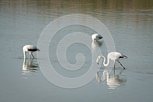 Flamingos eating in a lagoon