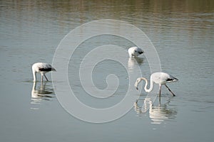 Flamingos eating in a lagoon photo