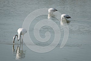 Flamingos eating in a lagoon
