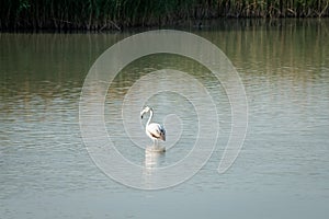 Flamingos eating in a lagoon