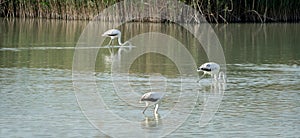 Flamingos eating in a lagoon photo