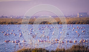 Flamingos in the Ebro Delta Natural Park, catalonia