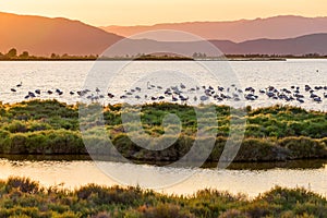 Flamingos in Ebro Delta nature park, Tarragona, Catalunya, Spain. Copy space for text.