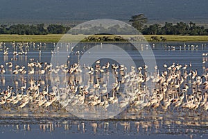 Flamingos and elephants at pond in Amboseli, Kenya