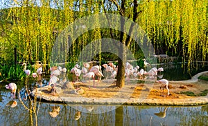 Flamingos in Everland Zoo