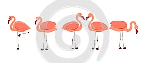 Flamingos. Exotic bird vector. Set of pink flamingos. Exotic birds in different poses
