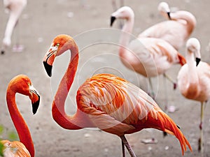 Flamingos photo