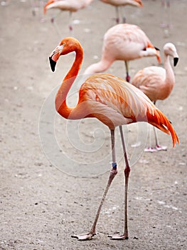 Flamingos photo