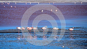 Flamingos feed in the mineral rich waters of Laguna Colorada. Reserva Eduardo Avaroa, Uyuni, Bolivia photo