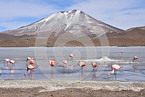 Flamingos feeding on the frozen waters of Laguna Hedionda, Sud Lipez, Uyuni, Bolivia