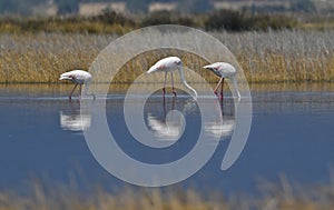 flamingos feeding with head in the water Phoenicopterus roseus flamboyance Greater flamingo photo