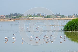 Flamingos feeding in laggon of desert town Lobito, Angola, Southern Africa photo