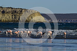 Flamingos feeding at low tide,