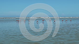 Flamingos feeding in Rio Lagartos