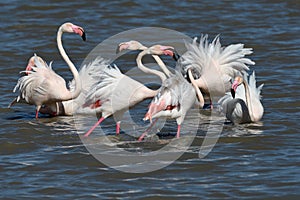 Flamingos fighting for space to look for food.