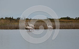 flamingos, flamboyance, Phoenicopterus roseus photo