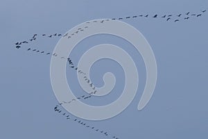 Flamingos flamingo birds flight flying flock migration