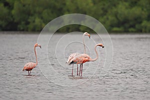Flamingos or flamingoes are a type of wading bird in the family Phoenicopteridae,