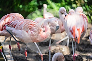 Flamingos or flamingoes are a type of wading bird in the family Phoenicopteridae, the only bird family in the order