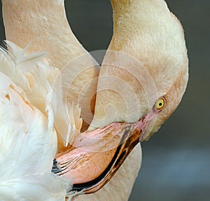 Flamingos or flamingoes are a type of wading bird in the family Phoenicopteridae,