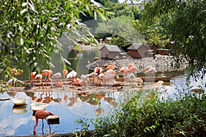 Flamingos or flamingoes are a type of wading bird in the family Phoenicopteridae. Red Flamingos come from America