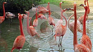 Flamingos or flamingos are a species of wading birds in the Phoenicopteridae family, the only bird family in the