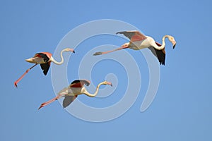 Flamingos in flight