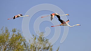 Flamingos in flight